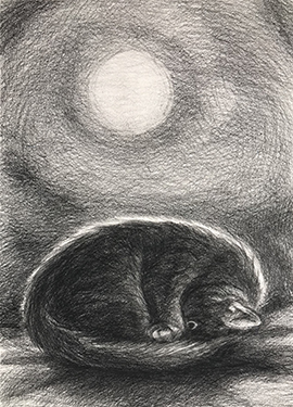 Through Insomnia Nights the Black Cat